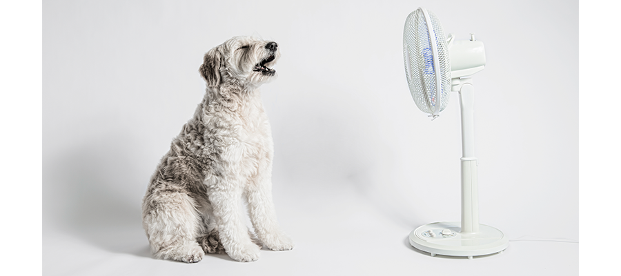 Sitting dog with open mouth, fan blowing in face