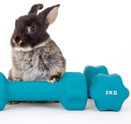 Two weight dumbbells with a rabbit sitting on one of them