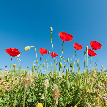 Poppies in a field with blue sky