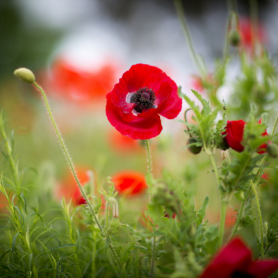 Close up of ANZAC poppy in field