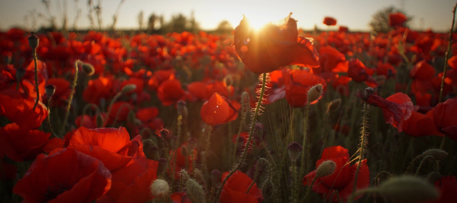 Anzac Day poppies in a field at sunset