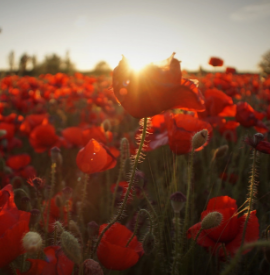 Anzac Day field of poppies at sunrise