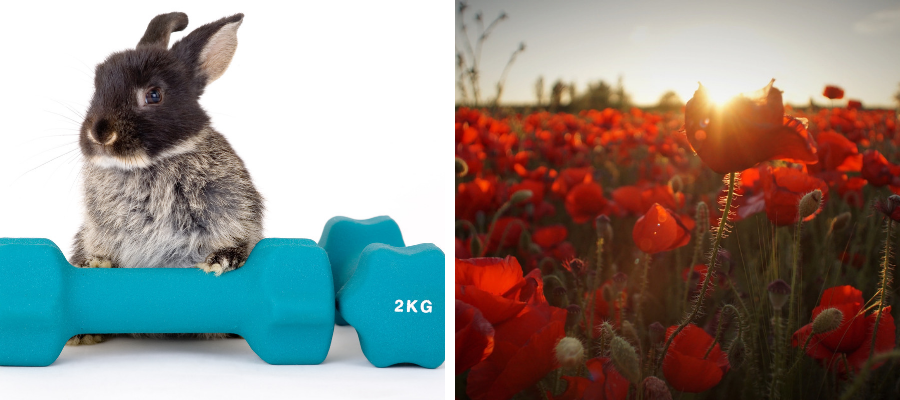 Two images next to each other one of a rabbit with weights and the other of a field of poppies