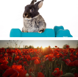 Two images next to each other one is of a rabbit with weights and the other is of a field of poppies