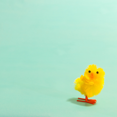 Yellow Easter chick on green background